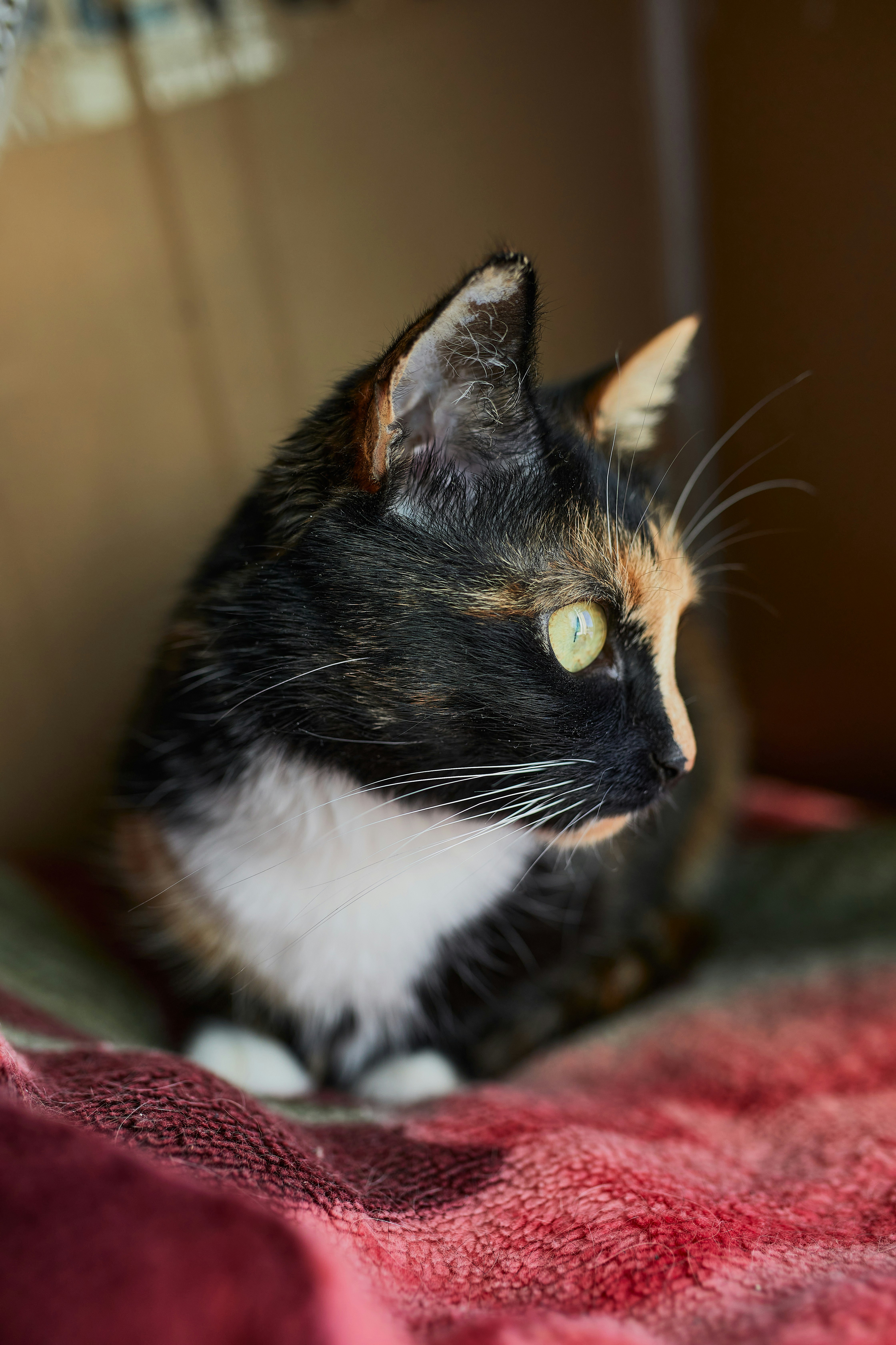 black and white cat on red and green textile